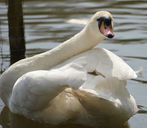 Close up of woman in water