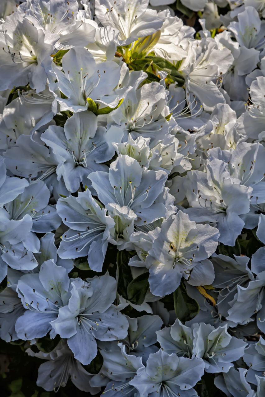 FULL FRAME SHOT OF WHITE FLOWERING PLANT