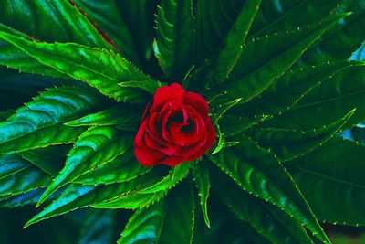 Close-up of red rose plant