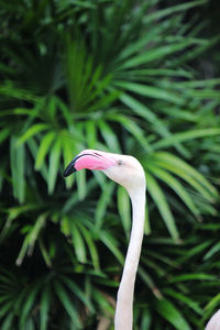 Greater flamingo very beautiful bird.