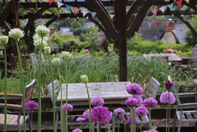 Close-up of pink flowering plants in garden