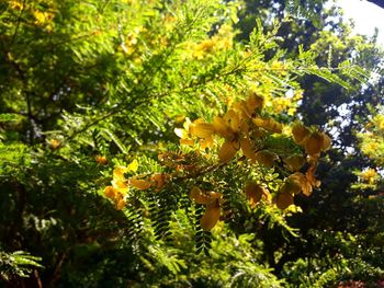 Close-up of yellow flowering plants