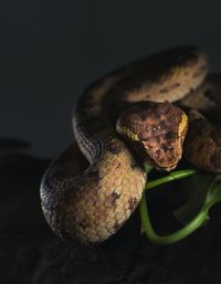 Close-up of snake on plant at night