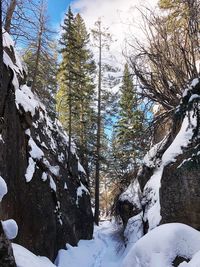 Snow covered trees in forest