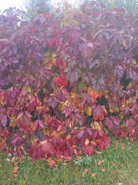 Close-up of autumn leaves on grass