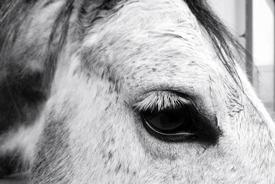 Close-up of horse eye