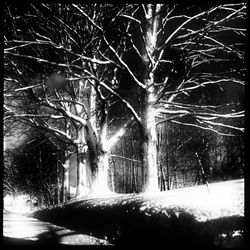 Low angle view of bare trees at night