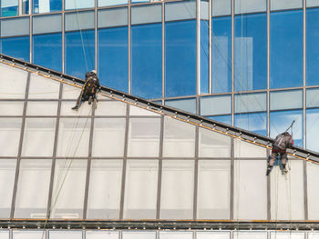 Two industrial climbers with safety tethers wash windows or repair walls of modern skyscraper. 