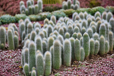 Close-up of cactus plants growing on field