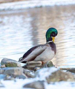 Bird duck on the shores of lake ontario