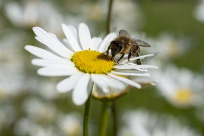 Close-up of bee pollinating on flower