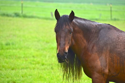 Horse standing in a field