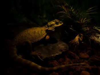 High angle view of lizard on rock at night