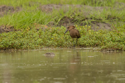 Bird perching at lakeshore