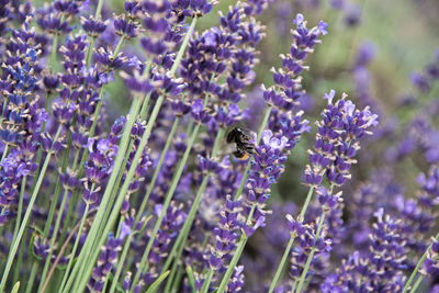 Close-up of insect on purple flowering plant