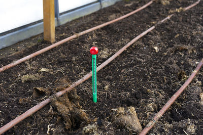 Measurement of soil temperature in the greenhouse. climate control for growing vegetables.