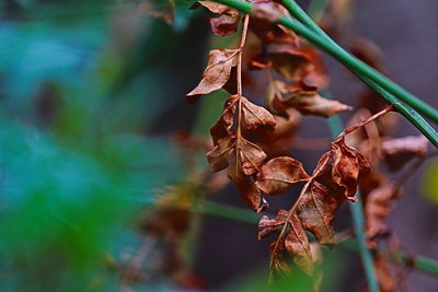 Close-up of dried plant