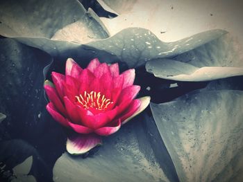 Close-up of pink flower