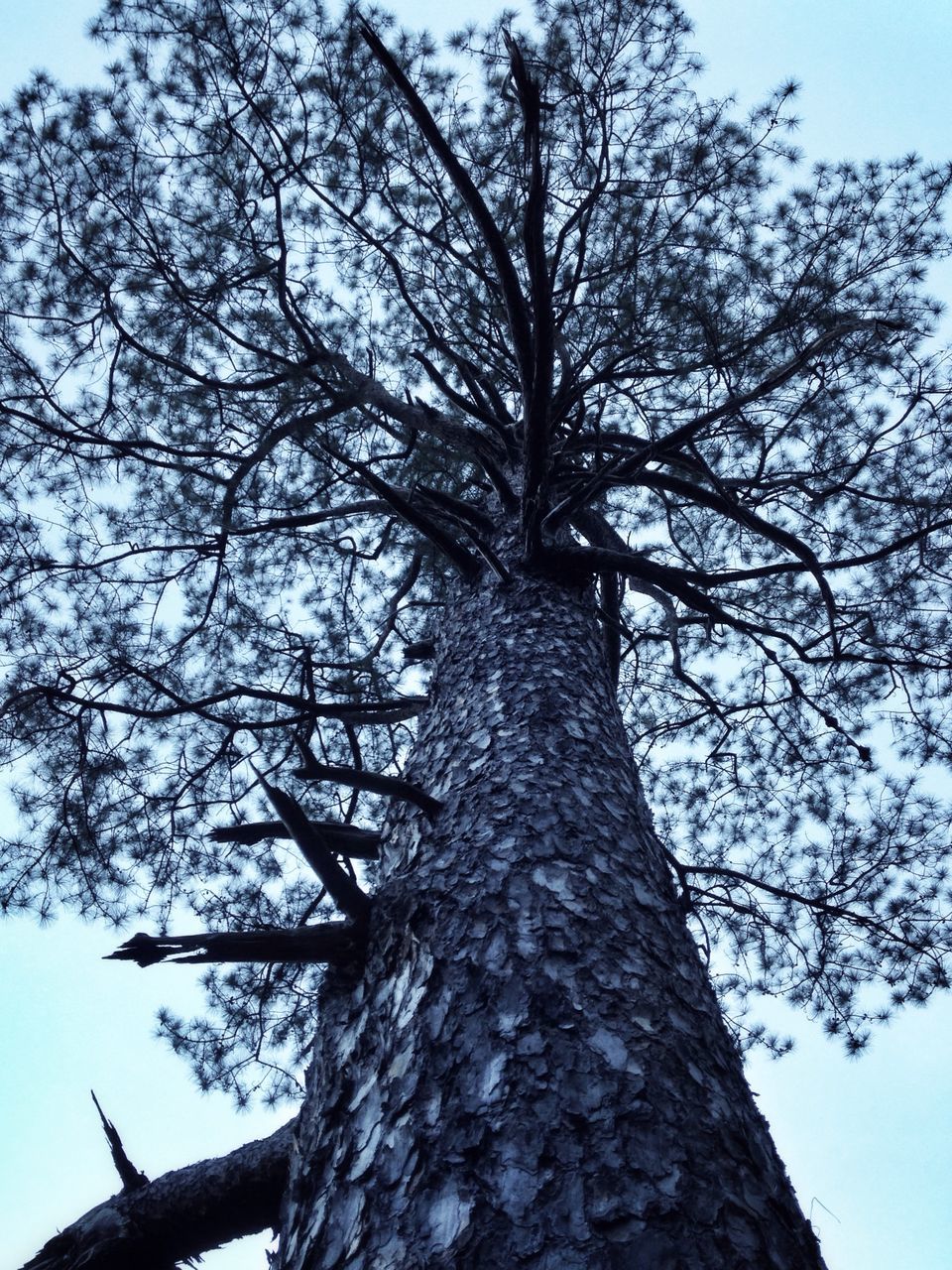 low angle view, tree, branch, tree trunk, sky, nature, growth, bare tree, tranquility, clear sky, beauty in nature, day, outdoors, bark, no people, sunlight, wood - material, tall - high, textured, scenics