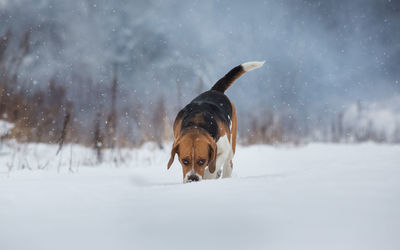 Dog in snow on land