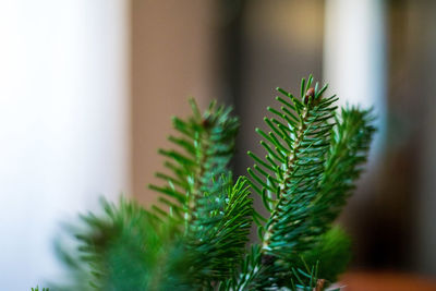 Close-up of pine tree in plant