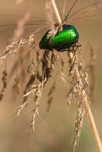 Close-up of insect