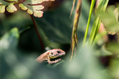 Close-up of frog on plant