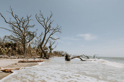 Bare tree on beach against sky during winter