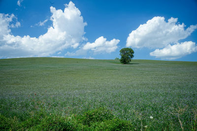 Scenic view of field against sky