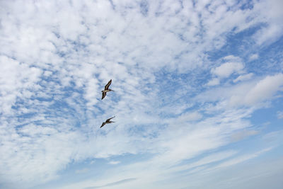 Low angle view of pelicans flying against sky