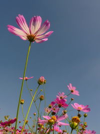 Low angle view of pink cosmos flowers against sky