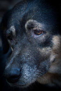 Close-up portrait of a dog