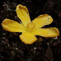 Close-up of yellow flower