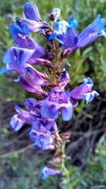 Close-up of purple flowers blooming