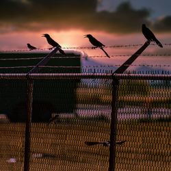 Birds perching on fence against sunset sky