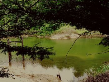 Reflection of trees in lake