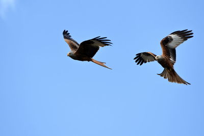 Low angle view of birds flying against clear blue sky