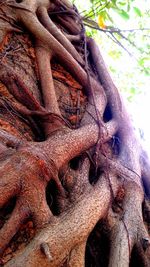 Close-up of tree trunk