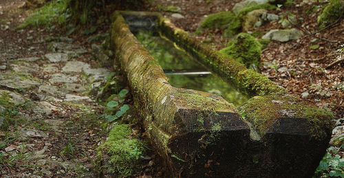Close-up of lizard on tree in forest