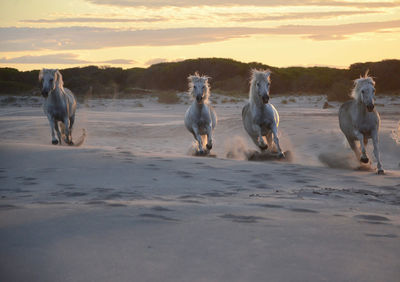 Horses running in the sunset