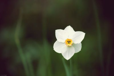 Close-up of white flower