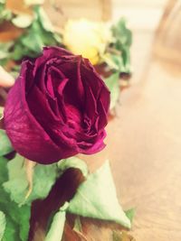 Close-up of flower blooming outdoors