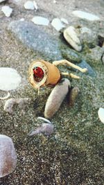 Close-up of crab on sand