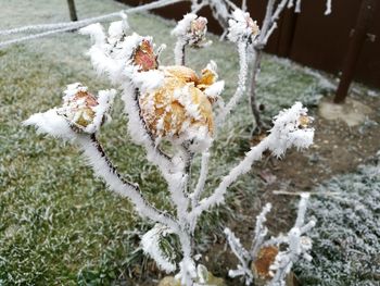 Close-up of snow on plants