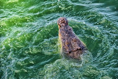 View of turtle swimming in sea