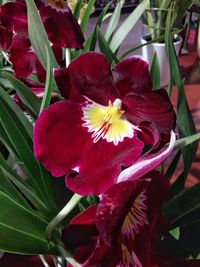 Close-up of red flowering plant