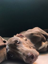 Close-up of a dog looking away