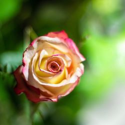 Close-up of rose flower