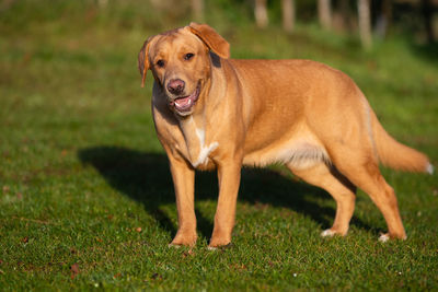 Portrait of a young brown boxador female on an autumnal background. 