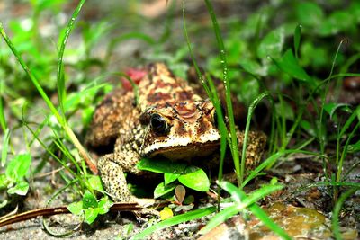 Close-up of frog on land